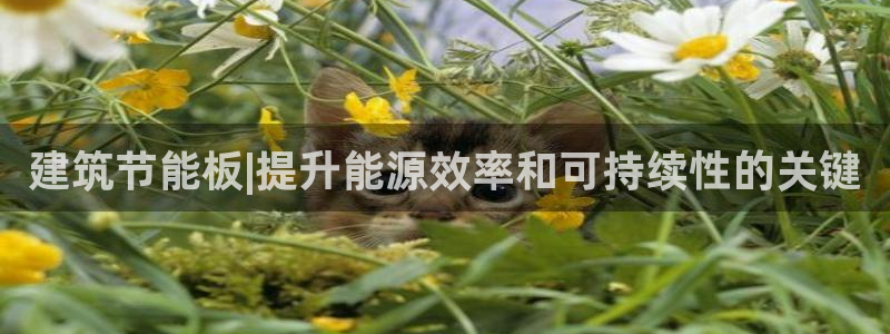 e尊国际地址：建筑节能板|提升能源效率和可持续性的关键
